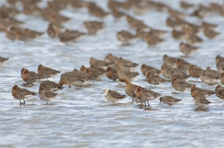 Kampfläufer Kampfläufer