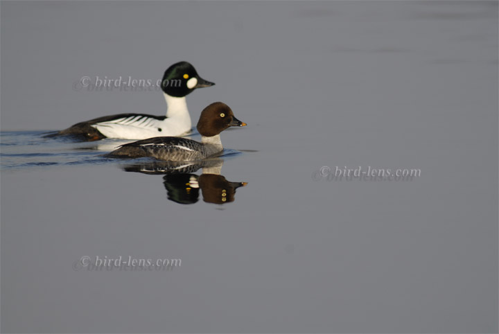 Common Goldeneye Common Goldeneye