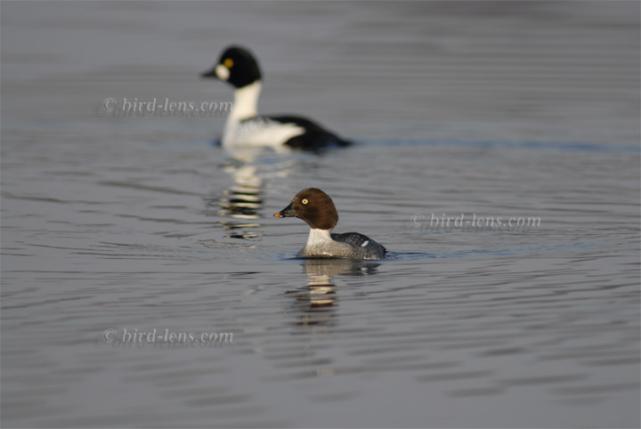 Common Goldeneye Common Goldeneye