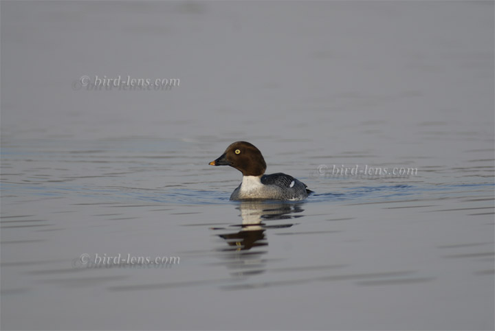Common Goldeneye Common Goldeneye