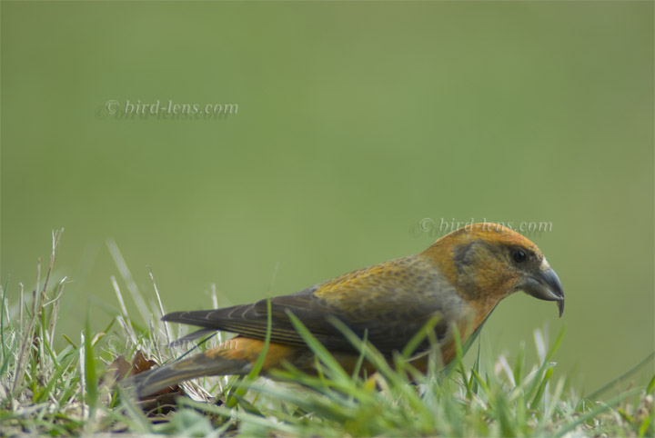 Fichtenkreuzschnabel Fichtenkreuzschnabel