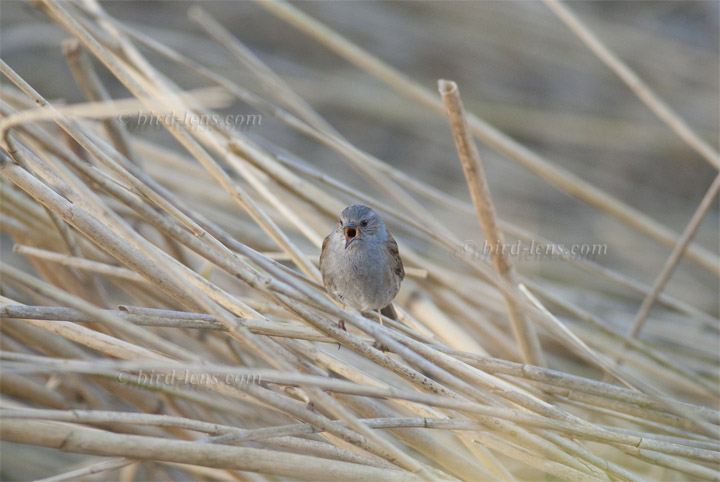 Heckenbraunelle Heckenbraunelle