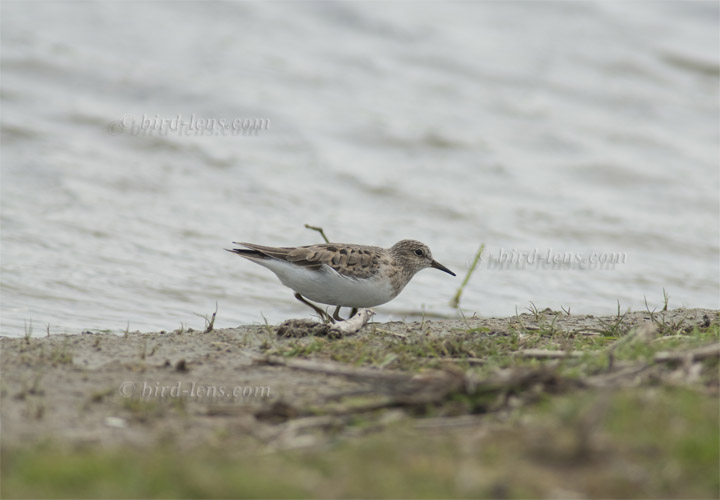 Temminckstrandläufer Temminckstrandläufer