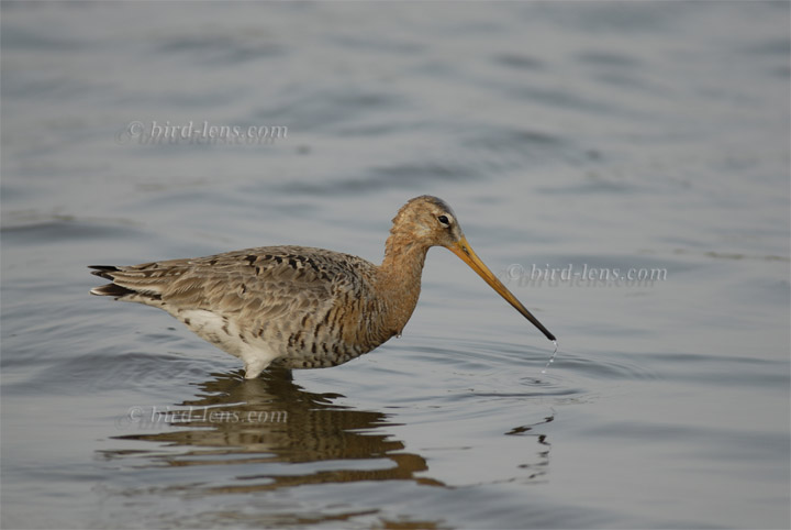 Uferschnepfe Uferschnepfe