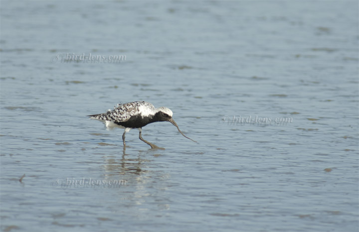 Kiebitzregenpfeifer Kiebitzregenpfeifer
