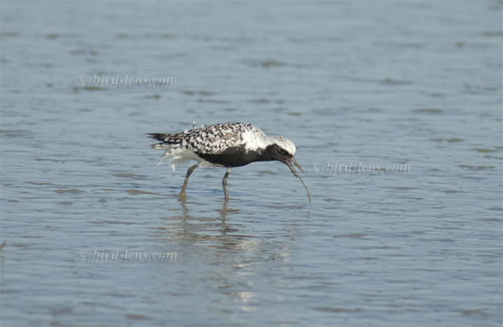 Kiebitzregenpfeifer Kiebitzregenpfeifer