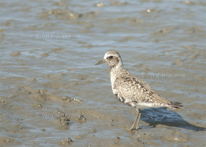 Kiebitzregenpfeifer Kiebitzregenpfeifer