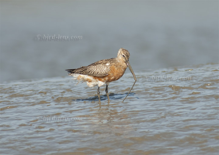 Pfuhlschnepfe Pfuhlschnepfe