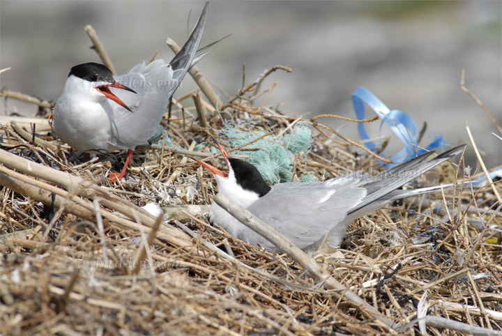 Flußseeschwalbe Flußseeschwalbe