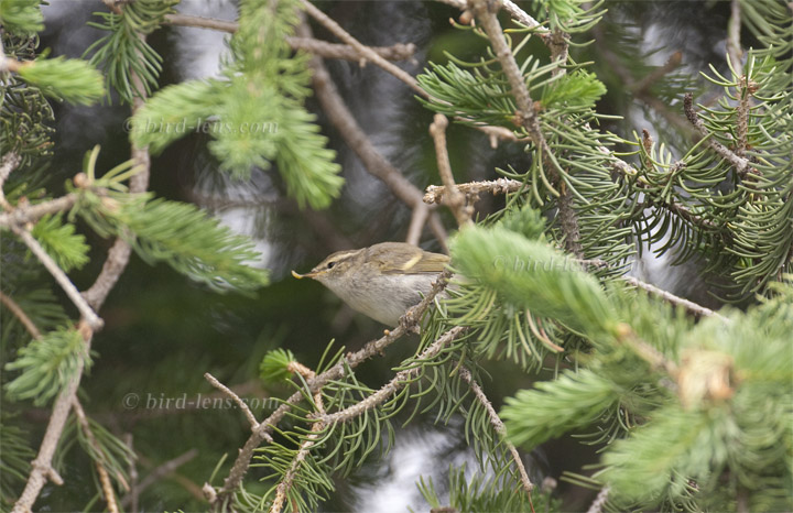 Tienshan-Laubsänger