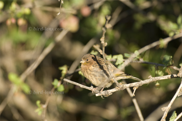 Rotstirngirlitz Rotstirngirlitz
