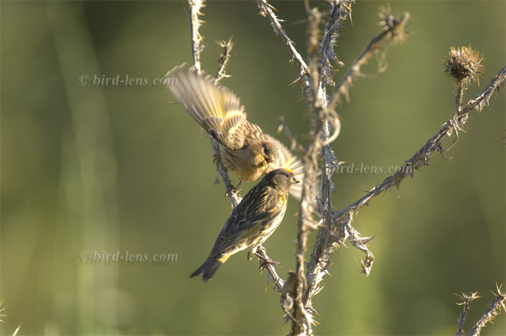 Rotstirngirlitz Rotstirngirlitz