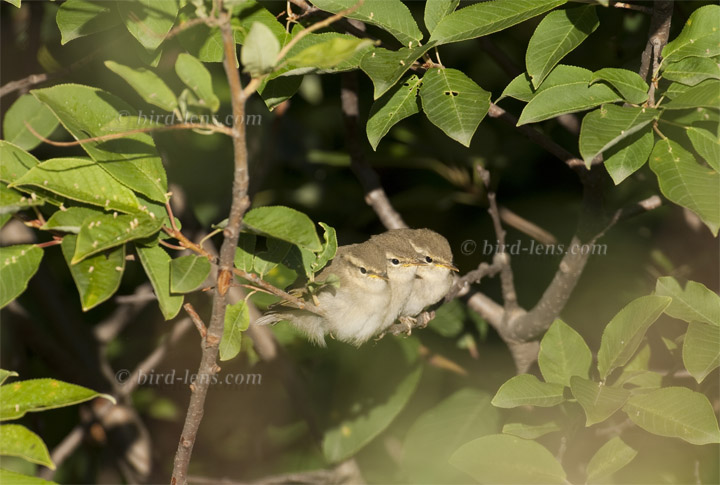 Tienshan-Laubsänger