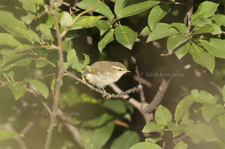 Tienshan-Laubsänger