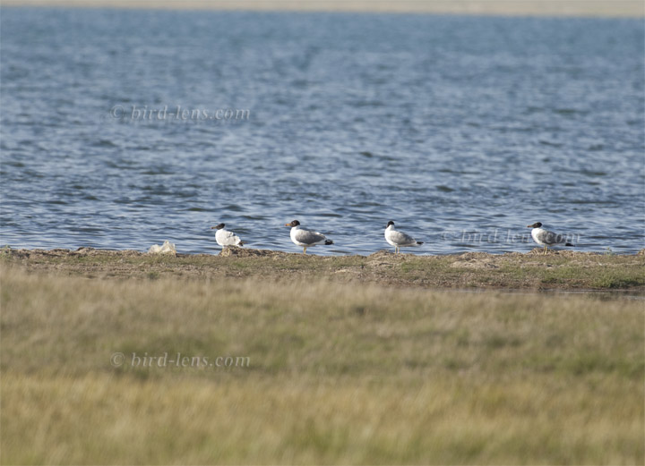 Fischmöwe Fischmöwe