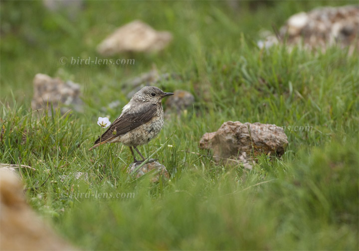 Steinrötel Steinrötel