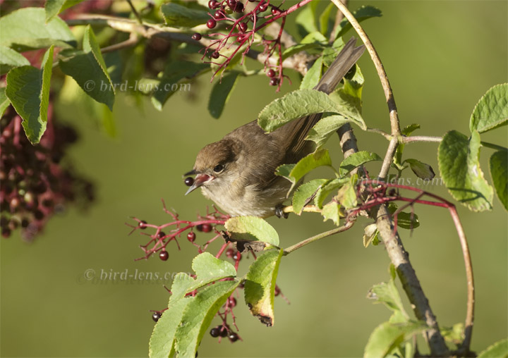 Mönchsgrasmücke Mönchsgrasmücke