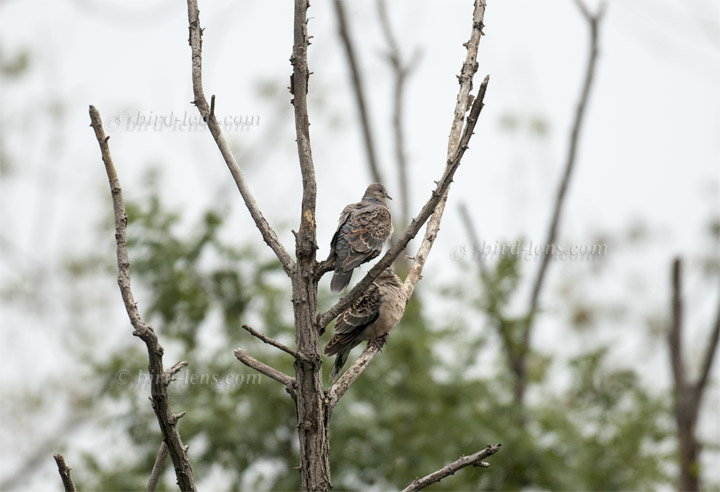 Orientturteltaube Orientturteltaube