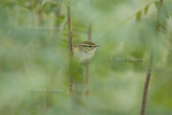 Gelbbrauen-Laubsänger Gelbbrauen-Laubsänger