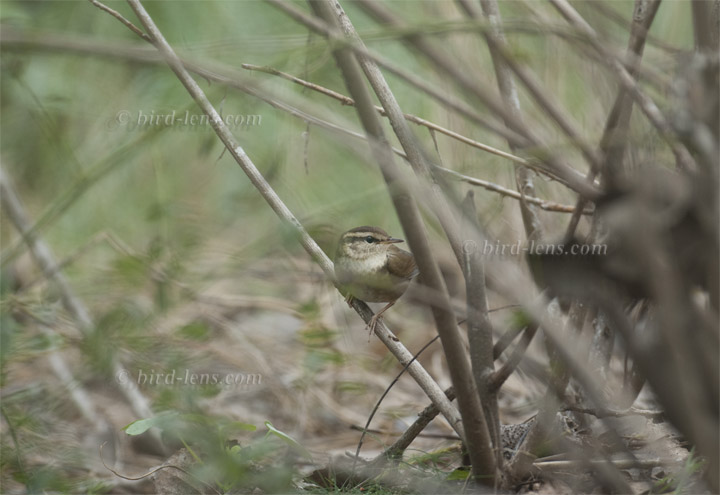 Dunkellaubsänger Dunkellaubsänger