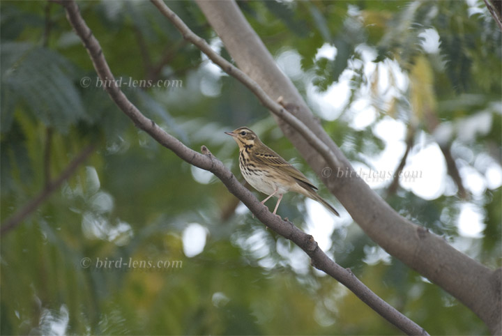 Waldpieper Waldpieper