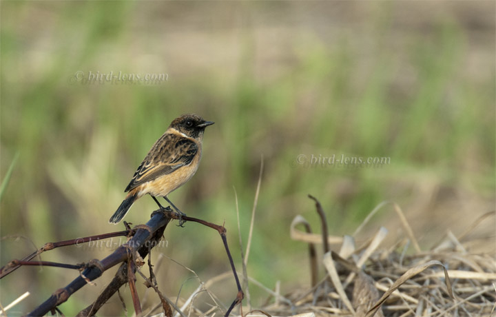 Sibirisches Schwarzkehlchen Sibirisches Schwarzkehlchen
