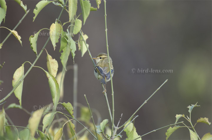 Gelbbrauen-Laubsänger Gelbbrauen-Laubsänger