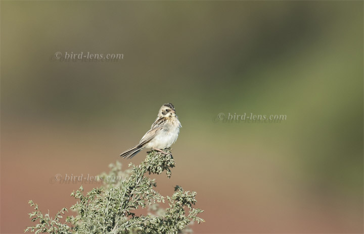 Grauschulterammer Grauschulterammer