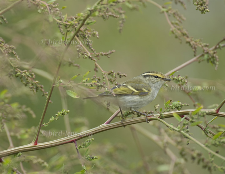 Goldhähnchen-Laubsänger Goldhähnchen-Laubsänger