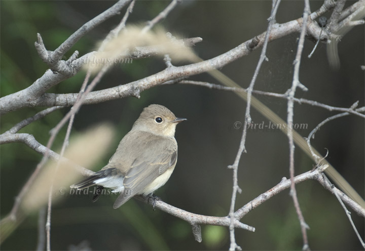 Taigazwergschnäpper