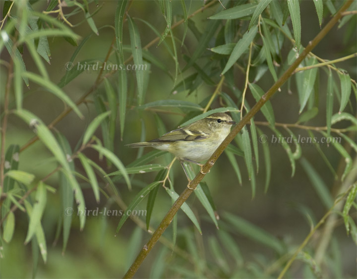 Gelbbrauen-Laubsänger Gelbbrauen-Laubsänger