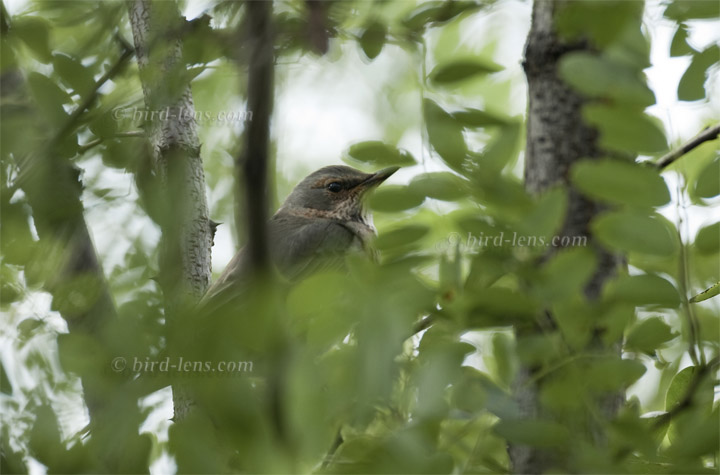 Rotkehldrossel Rotkehldrossel