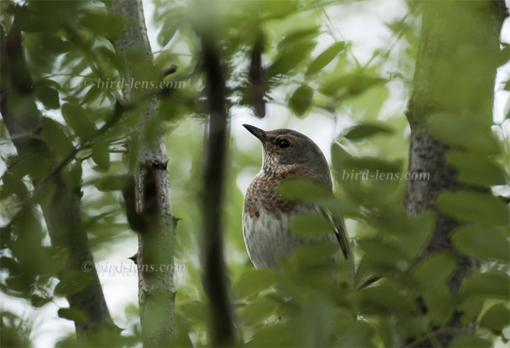 Rotkehldrossel Rotkehldrossel