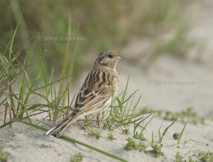 Fichtenammer Fichtenammer