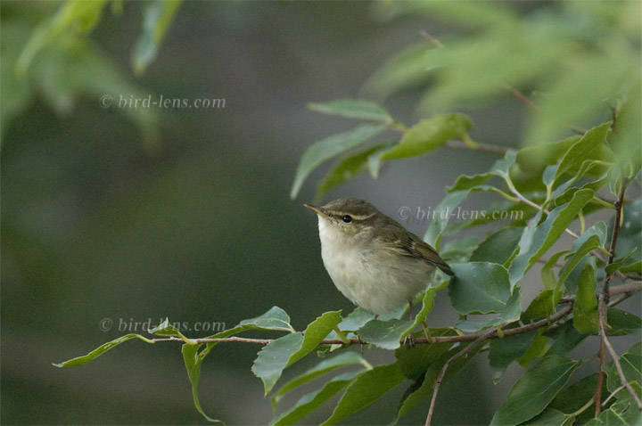 Middendorfflaubsänger Middendorfflaubsänger