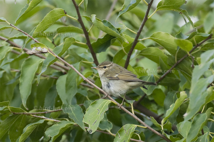 Two-barred Warbler