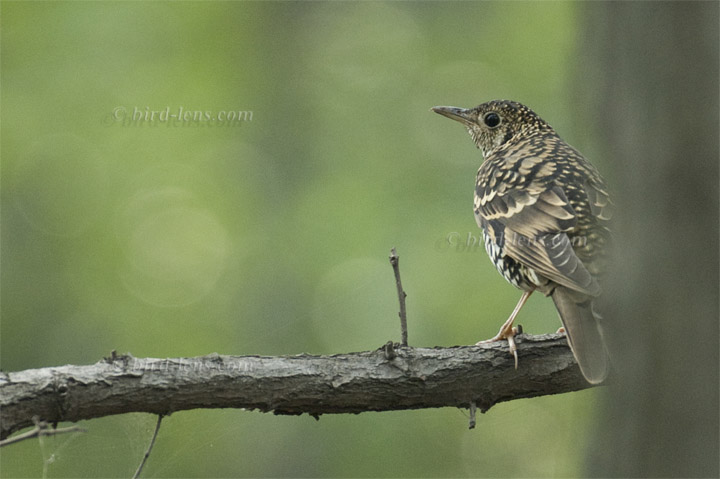 Erddrossel Erddrossel