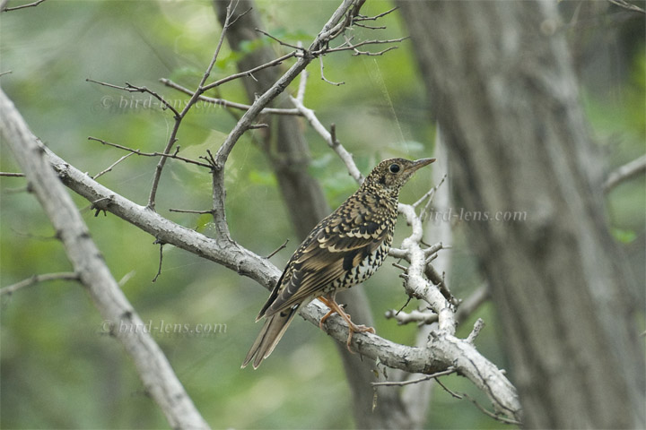 Erddrossel Erddrossel