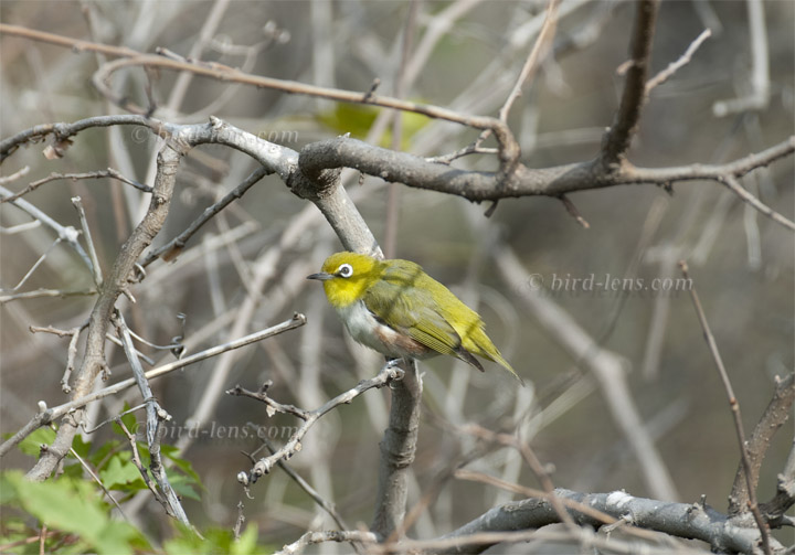 Rostflanken-Brillenvogel