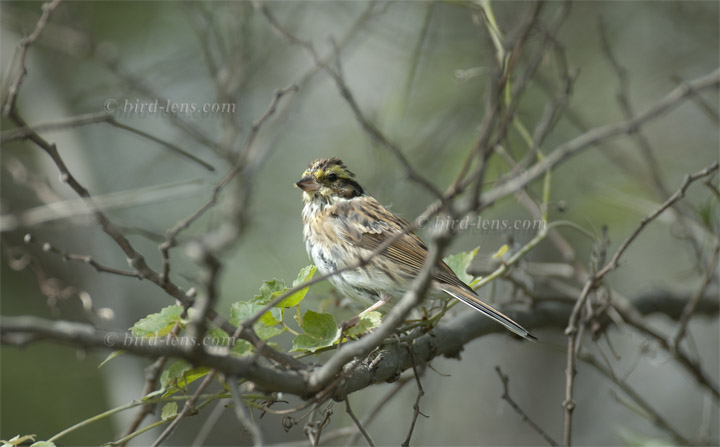 Gelbbrauenammer Gelbbrauenammer