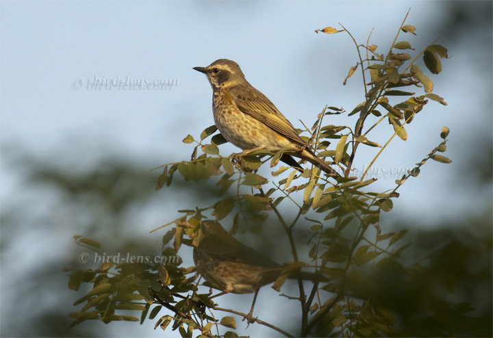 Naumanndrossel Naumanndrossel