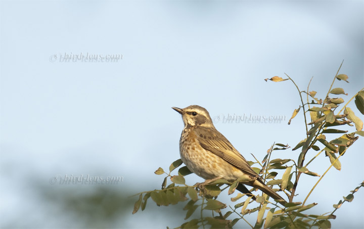 Naumanndrossel Naumanndrossel