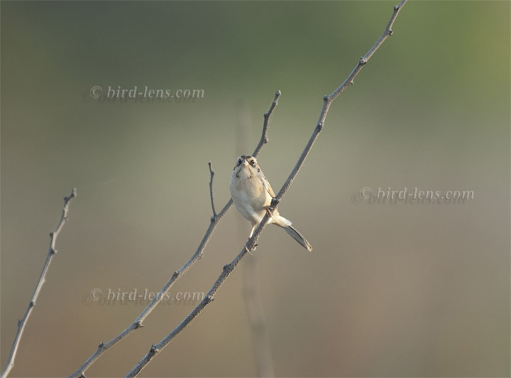 Mandschurenammer Mandschurenammer