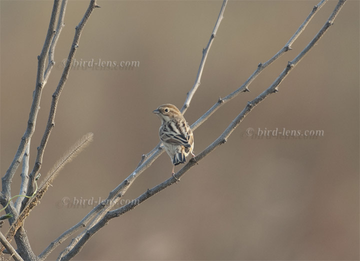 Grauschulterammer Grauschulterammer
