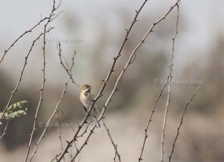 Grauschulterammer Grauschulterammer