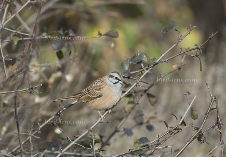 Godlewski's Ammer Godlewski's Ammer