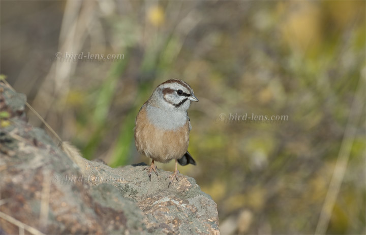 Godlewski's Ammer Godlewski's Ammer