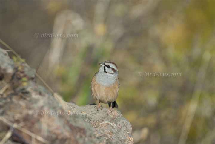 Godlewski's Ammer Godlewski's Ammer