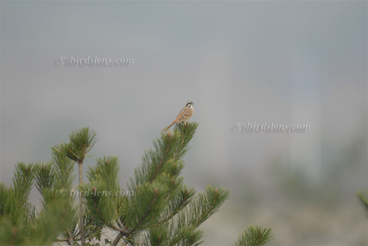 Wiesenammer Wiesenammer