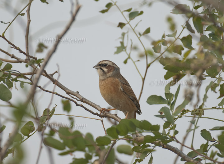 Wiesenammer Wiesenammer